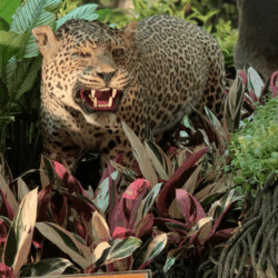 Wisata Malam Ragunan