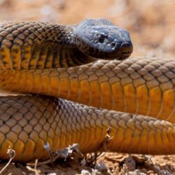 Keberanian Hidup Bersama Bahaya Ular