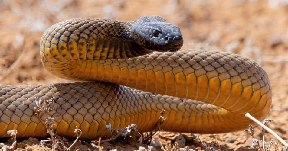 Keberanian Hidup Bersama Bahaya Ular