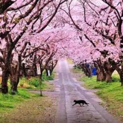 Empat Musim Pelajaran Bijak Kehidupan