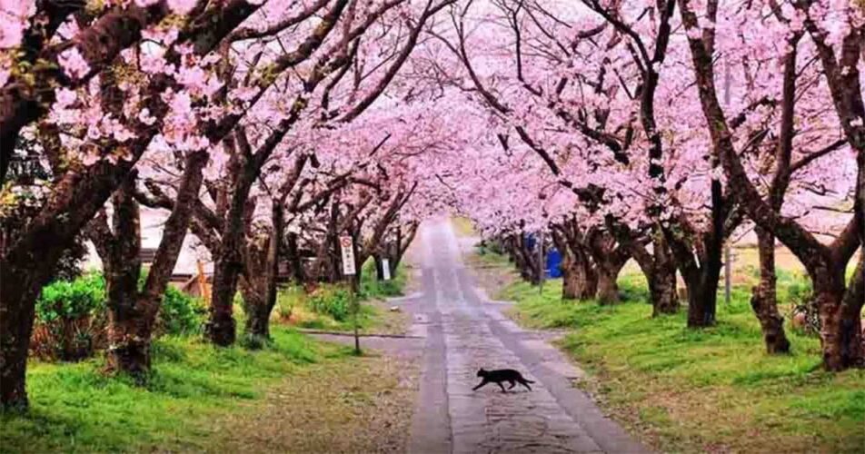 Empat Musim Pelajaran Bijak Kehidupan