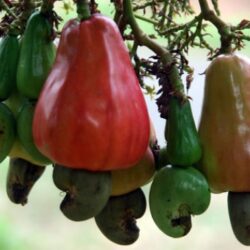 Kulit Biji Jambu Mete: Rahasia Kontrasepsi Alami