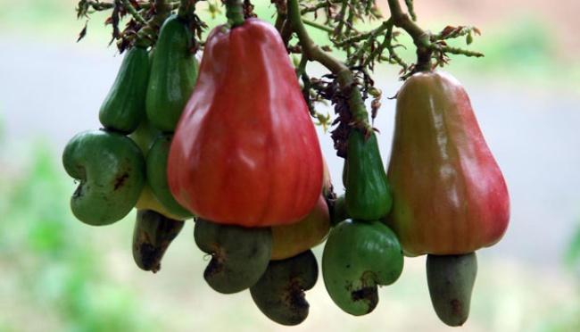 Kulit Biji Jambu Mete: Rahasia Kontrasepsi Alami