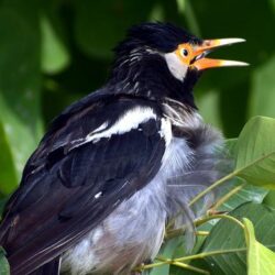 Mengamati Burung, Hobi yang Sehatkan Otak