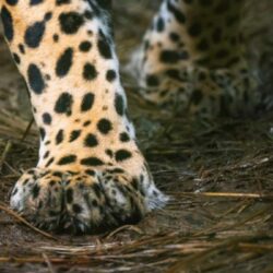 Pergeseran Tren: New York Ucapkan Selamat Tinggal Pada Bulu