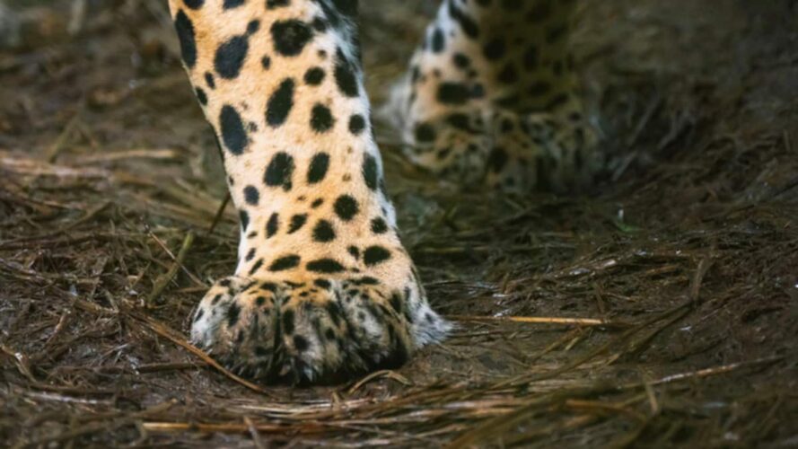 Pergeseran Tren: New York Ucapkan Selamat Tinggal Pada Bulu